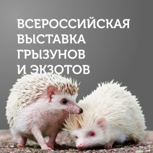 Всероссийская выставка грызунов "ЗООБУМ НА ВОЛГЕ"