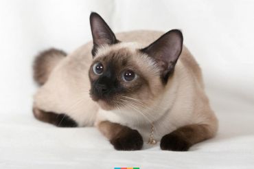 Питомники кошек Kismet Питомники кошек Kismet